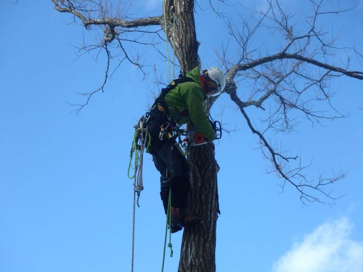 特殊伐採中の写真